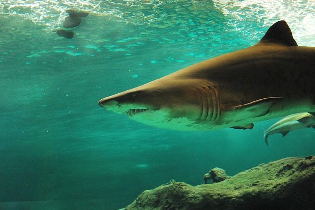 Rekin w głębinach oceanu – majestat i siła pod wodą